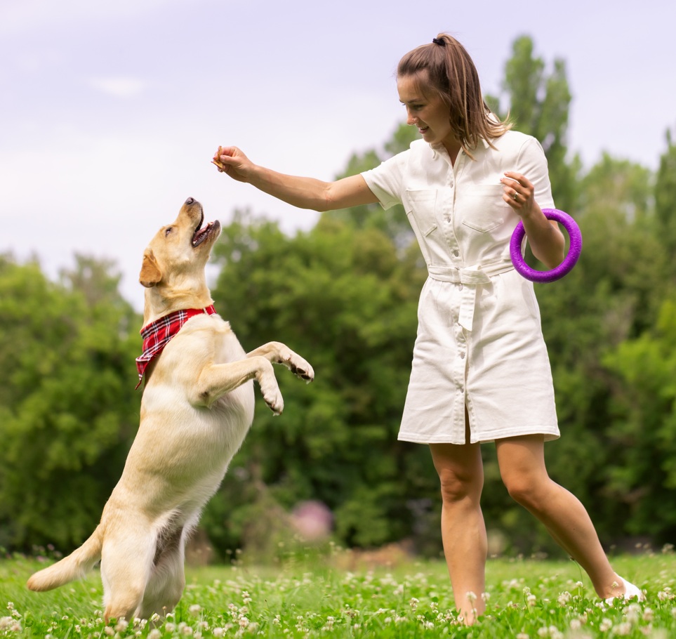 Dog eagerly reaching for a treat during outdoor training with a handler
